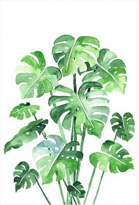 Monstera leaves set. Beautiful watercolor painting of a tropical (keretezett kép) - vászonkép, falikép otthonra és irodába