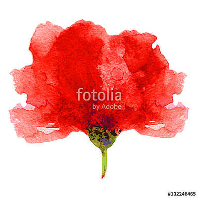 Watercolor poppy on a white background. Can be used for banner,  (keretezett kép) - vászonkép, falikép otthonra és irodába