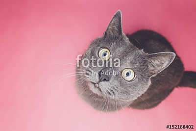 Szürke cica figyel a kamerába (fotótapéta) - vászonkép, falikép otthonra és irodába