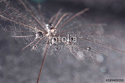 Macro of dandelion with drops of water or dew. Skin dandelion cl (keretezett kép) - vászonkép, falikép otthonra és irodába