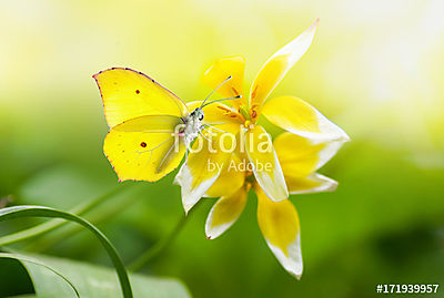 Világos gyönyörű sárga pillangó egy egzotikus virágon zölden (többrészes kép) - vászonkép, falikép otthonra és irodába