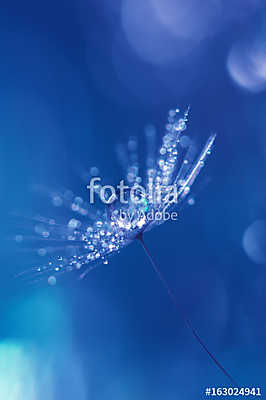 Dandelion with drops of water and a beautiful bokeh on a blue ba (keretezett kép) - vászonkép, falikép otthonra és irodába