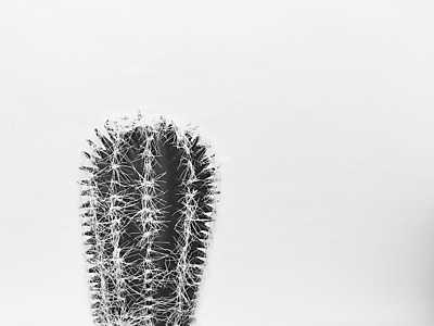 Kaktusz (fotótapéta) - vászonkép, falikép otthonra és irodába