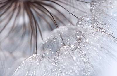 Abstract photo of a dandelion with water drops. Selective focus (keretezett kép) - vászonkép, falikép otthonra és irodába