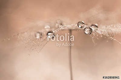 Drops on dandelions up close. Abstract photo with the dandelion. (keretezett kép) - vászonkép, falikép otthonra és irodába