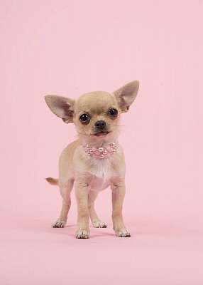Aranyos chihuahua kutya kutya visel egy gyöngy nyaklánc állt a  (keretezett kép) - vászonkép, falikép otthonra és irodába