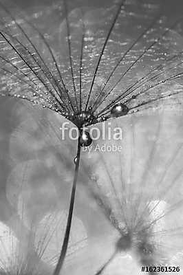 Dandelion with drops of water black and white photo. A beautiful (poszter) - vászonkép, falikép otthonra és irodába