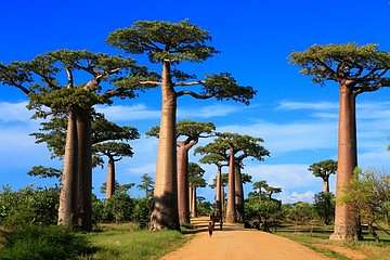 Baobab fák útja, Madagaszkár (többrészes kép) - vászonkép, falikép otthonra és irodába