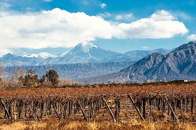 Volcano Aconcagua és a szőlőskert, Mendoza argentin tartomány (keretezett kép) - vászonkép, falikép otthonra és irodába