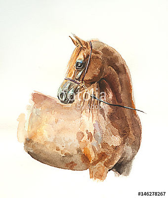 gesztenye arabiai ló akvarell (fotótapéta) - vászonkép, falikép otthonra és irodába