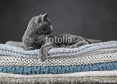 Orosz kék macska textileken (többrészes kép) - vászonkép, falikép otthonra és irodába