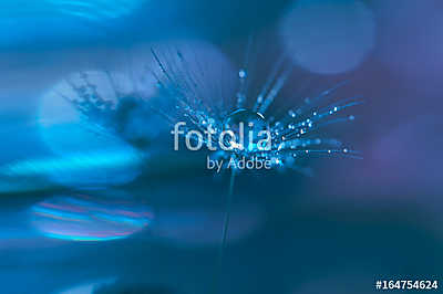 Water drops on a dandelion . Macro of a dandelion on a blue back (poszter) - vászonkép, falikép otthonra és irodába