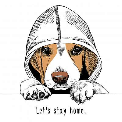 The image of the dog Beagle in the hood. Vector illustration. (poszter) - vászonkép, falikép otthonra és irodába