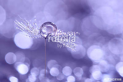 Dandelion with dew drop close up on a delicate background with b (poszter) - vászonkép, falikép otthonra és irodába