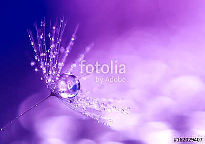 Dandelion closeup with water drops. Artistic macro of a dandelio (többrészes kép) - vászonkép, falikép otthonra és irodába