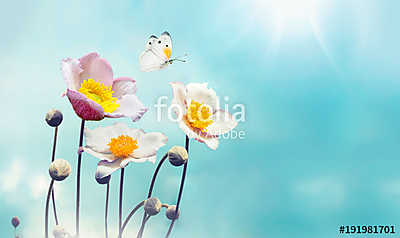 Colorful floral spring background. White and pink anemones flowe (bögre) - vászonkép, falikép otthonra és irodába