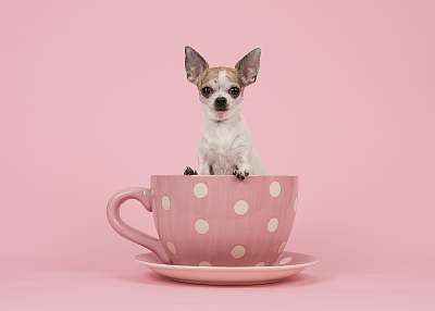 Fehér és barna felnőtt chihuahua kutya, rózsaszín és fehér színb (fotótapéta) - vászonkép, falikép otthonra és irodába