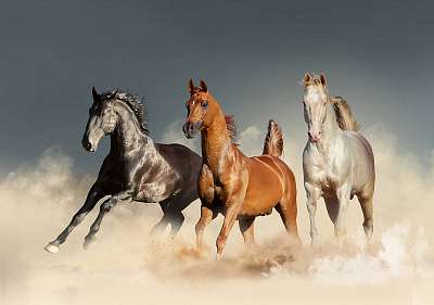 három ló szabadon fut a sivatagban (fotótapéta) - vászonkép, falikép otthonra és irodába
