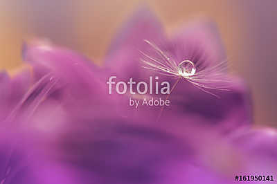 Macro of a dandelion. Dandelion with a drop of water in a purple (bögre) - vászonkép, falikép otthonra és irodába