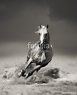 arab ló sivatagban fut (poszter) - vászonkép, falikép otthonra és irodába