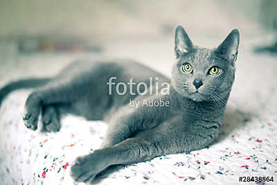 Orosz kék fajta macska heverészik (poszter) - vászonkép, falikép otthonra és irodába