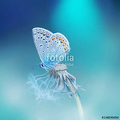 Beautiful tender delicate butterfly on a clean blue background c (keretezett kép) - vászonkép, falikép otthonra és irodába