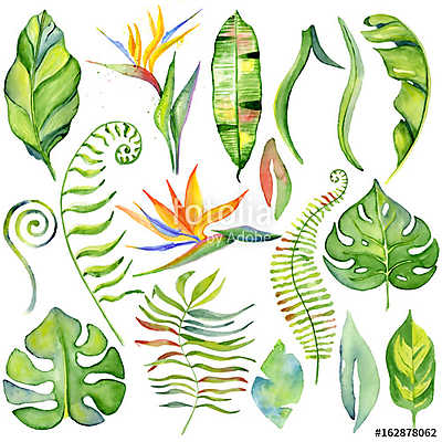 Watercolor tropical leaves (fotótapéta) - vászonkép, falikép otthonra és irodába