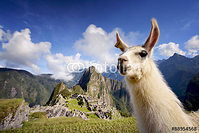 Llama a Machu Picchu-ban, Peru (többrészes kép) - vászonkép, falikép otthonra és irodába