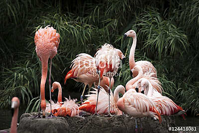Nesting Flamingos Flock (poszter) - vászonkép, falikép otthonra és irodába