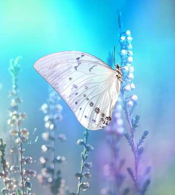 Beautiful white butterfly on white flower buds on a soft blurred (poszter) - vászonkép, falikép otthonra és irodába
