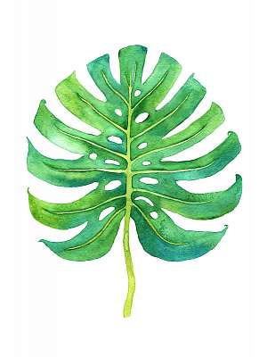 Tropical leaf illustration (keretezett kép) - vászonkép, falikép otthonra és irodába