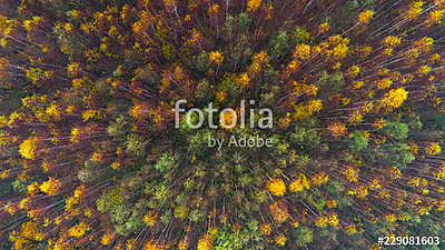 Aerial top view of autumn trees in wild park in september (fotótapéta) - vászonkép, falikép otthonra és irodába