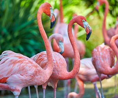 Rózsaszín flamingók (többrészes kép) - vászonkép, falikép otthonra és irodába