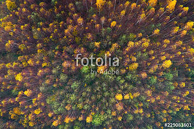 Aerial top view of autumn trees in wild park in september (többrészes kép) - vászonkép, falikép otthonra és irodába