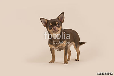 Chihuahua kutyája állt, és a kamerát egy krém háton nézte (keretezett kép) - vászonkép, falikép otthonra és irodába