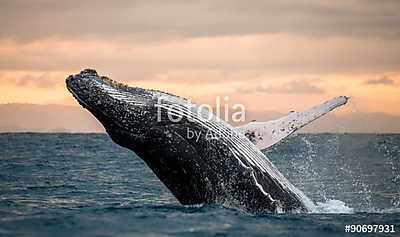 Felhúzó bálna a víz felett. Madagaszkár. naplementekor. (bögre) - vászonkép, falikép otthonra és irodába