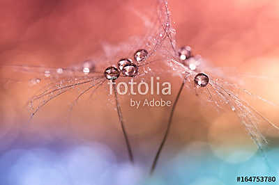 Beautiful dew drops on a dandelion seed macro. Beautiful soft li (fotótapéta) - vászonkép, falikép otthonra és irodába