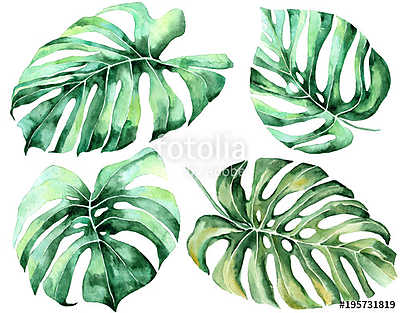 Tropical watercolor leaves set (keretezett kép) - vászonkép, falikép otthonra és irodába