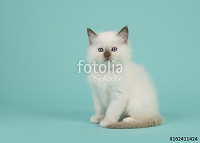 Aranyos ülő baby rongybaba macska a kamerával szemben egy kék tu (bögre) - vászonkép, falikép otthonra és irodába