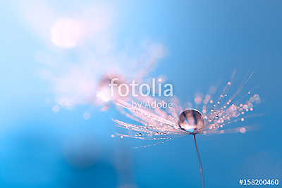 Macro of dandelion with water drop. Dandelion on a beautiful tur (poszter) - vászonkép, falikép otthonra és irodába