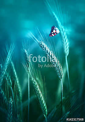 Young ears spikelets of rye in the spring outdoors on a blue-gre (fotótapéta) - vászonkép, falikép otthonra és irodába