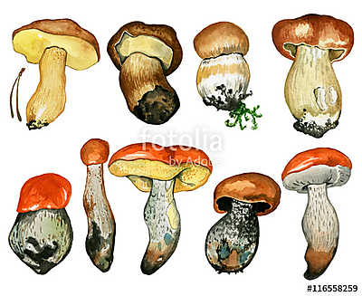 Wild mushrooms. Hand drawn watercolor painting isolated over whi (többrészes kép) - vászonkép, falikép otthonra és irodába