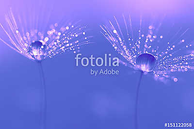 Dandelion seeds with water drops and beautiful shades (bögre) - vászonkép, falikép otthonra és irodába