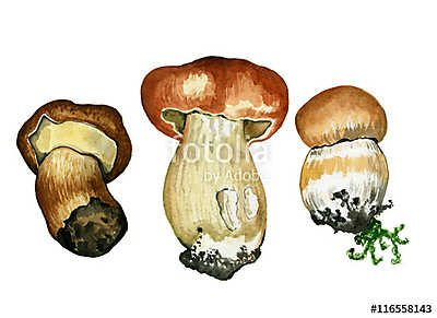 Wild mushrooms. Hand drawn watercolor painting isolated over whi (többrészes kép) - vászonkép, falikép otthonra és irodába