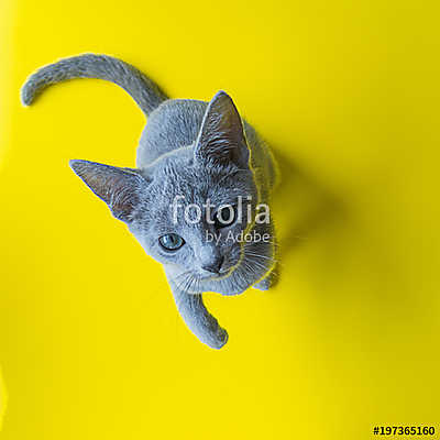 Orosz kék kölyök macska (fotótapéta) - vászonkép, falikép otthonra és irodába