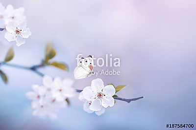 Beautiful white butterfly and branch of blossoming cherry in spr (keretezett kép) - vászonkép, falikép otthonra és irodába