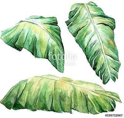 Tropical watercolor leaves set. (többrészes kép) - vászonkép, falikép otthonra és irodába
