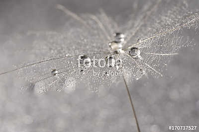 Dandelion close-up with silver drops of dew. Selective focus (többrészes kép) - vászonkép, falikép otthonra és irodába