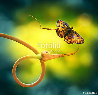 Gold butterfly on nature to curl plant spring summer on a beauti (bögre) - vászonkép, falikép otthonra és irodába