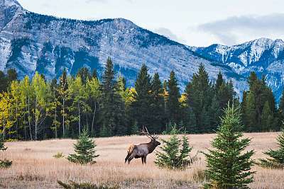 Wild elk in the Canadian Rockies, Banff National Park (keretezett kép) - vászonkép, falikép otthonra és irodába